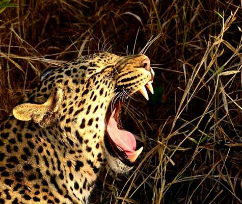 featured-tours-hluhluwe Zulu Safaris Hluhluwe Imfolozi Tour