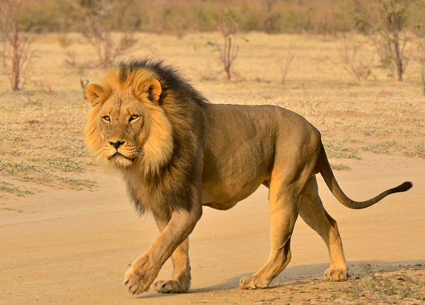 hluhluwe-lion-600h Lion in Hluhluwe Imfolozi on tour with Zulu Safaris