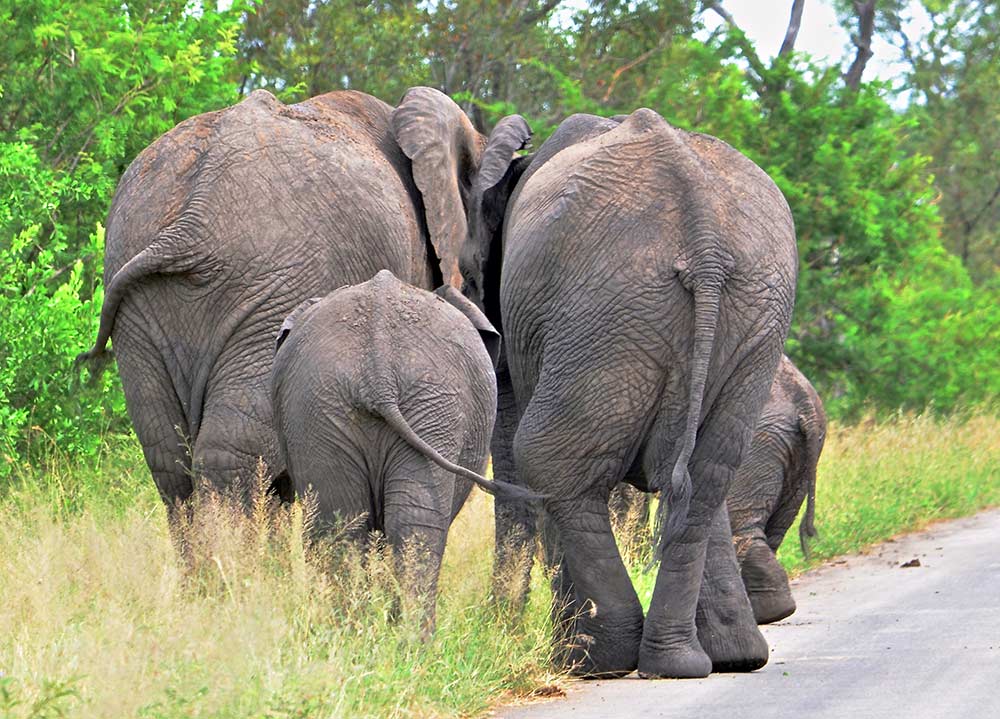 Zulu Safaris DURBAN South Africa - 2 Days Hluhluwe Imfolozi Safari Tour