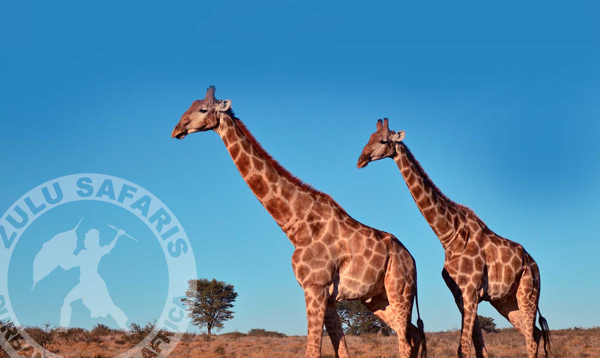 Giraffes Zulu Safaris Zulu Safaris South Africa 3 Day Hluhluwe Imfolozi Safari