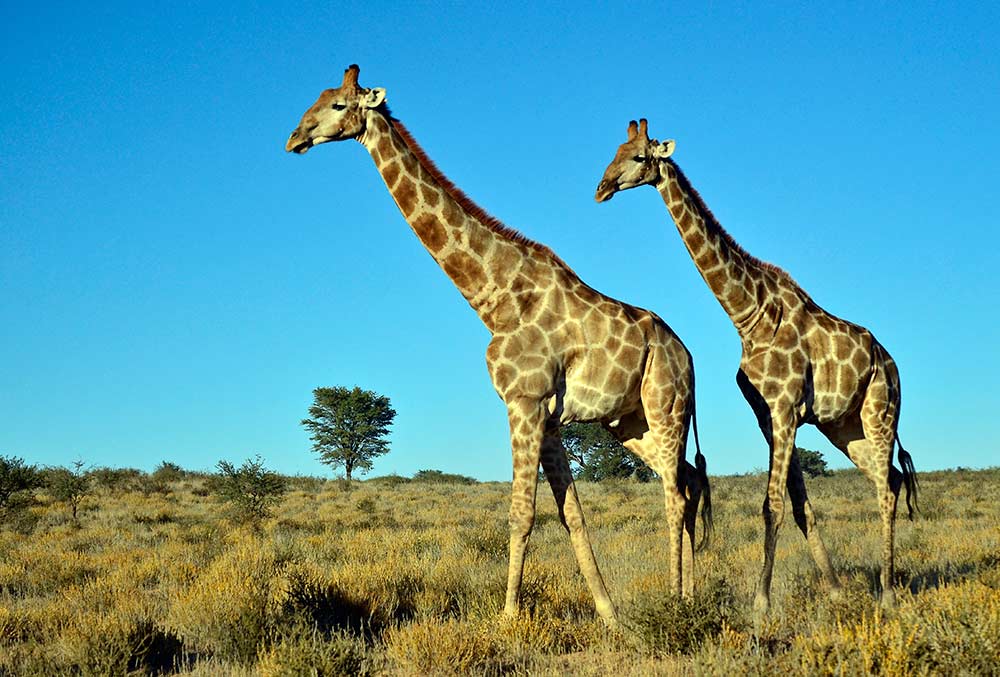Zulu Safaris - DURBAN South Africa Half Day Safari from Durban