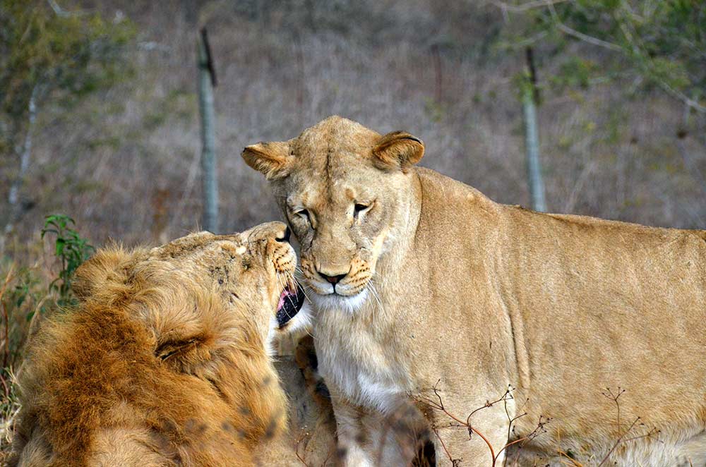 Zulu Safaris DURBAN South Africa - Hluhluwe Imfolozi Safari & iSimangaliso St Lucia Day Tour