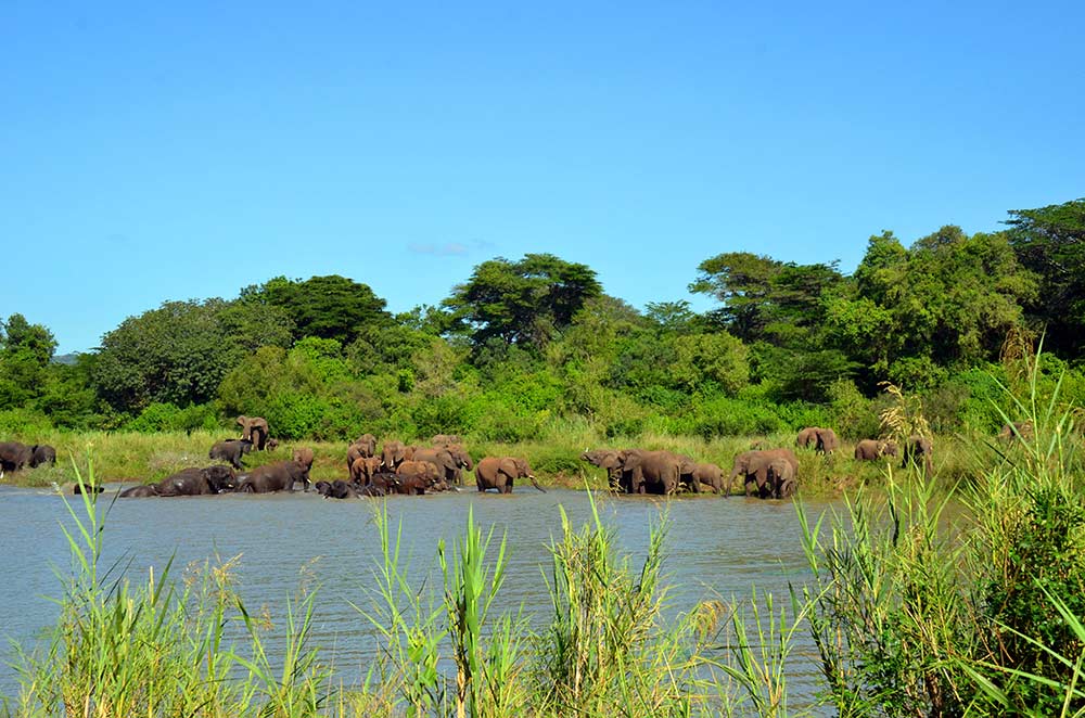 Zulu Safaris DURBAN South Africa - Hluhluwe Imfolozi Safari & iSimangaliso St Lucia Day Tour