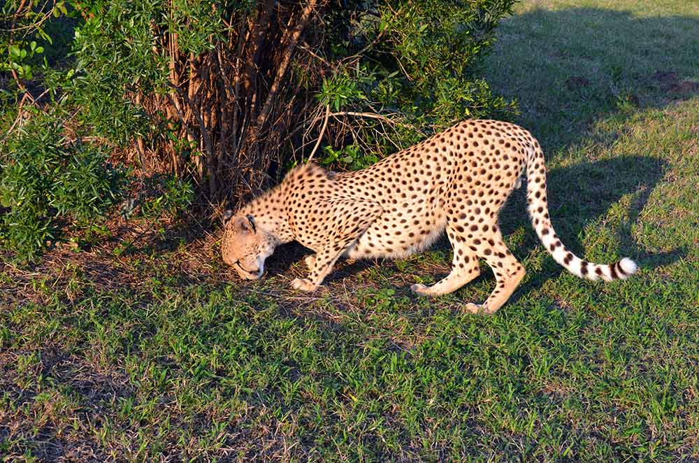 Zulu Safaris DURBAN South Africa - Hluhluwe Imfolozi Safari & Emdoneni Wild Cat Project Day Tour