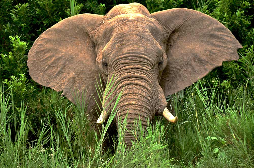 Zulu Safaris DURBAN South Africa - Hluhluwe Imfolozi Safari & Emdoneni Wild Cat Project Day Tour