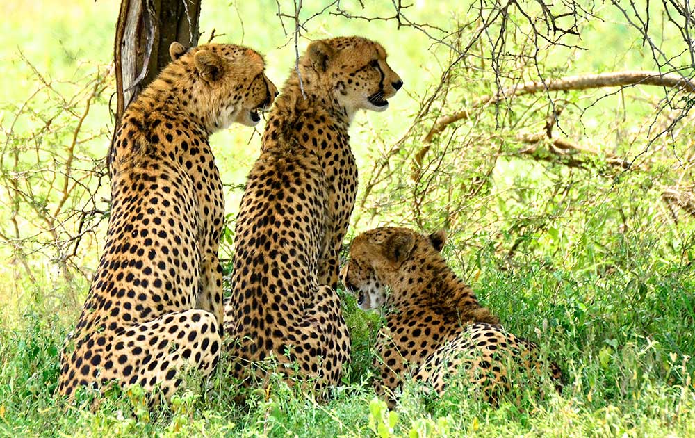 Zulu Safaris DURBAN South Africa - St Lucia iSimangaliso Boat Safari & Emdoneni Wild Cat Day Tour