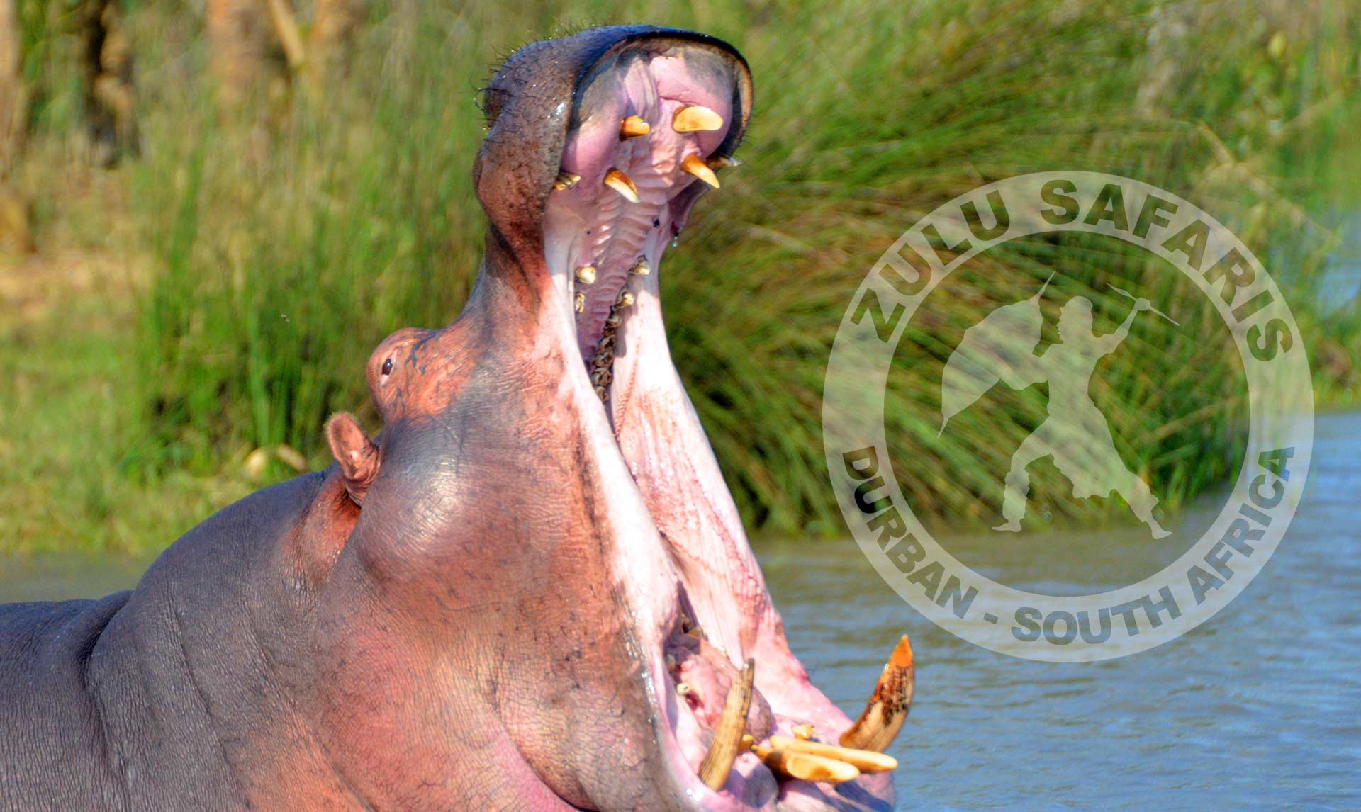 Zulu Safaris DURBAN South Africa - St Lucia iSimangaliso Boat Safari & Emdoneni Wild Cat Day Tour