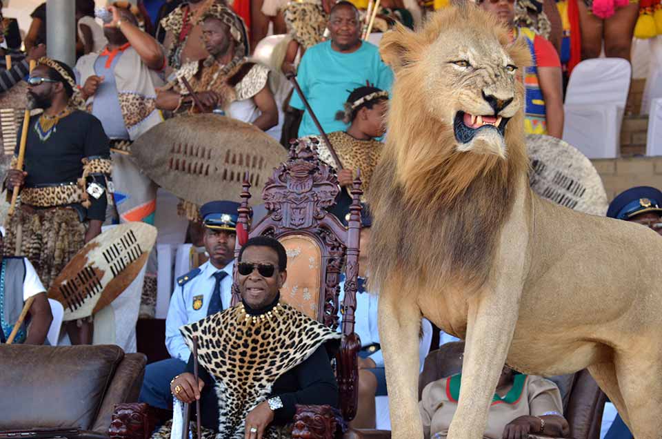 Zulu Safaris - DURBAN - South Africa - Seasonal Royal Reed Dance Day Tour