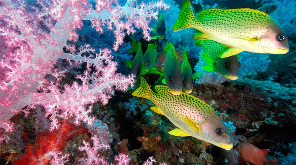 Zulu Safaris - Scuba Diving Tours From Durban SOUTH AFRICA