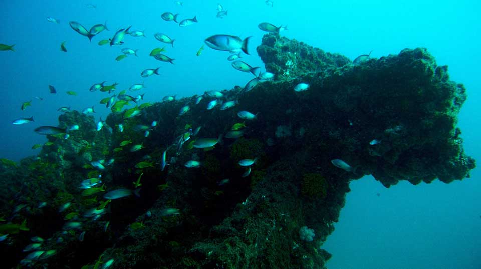 Zulu Safaris - Scuba Diving Tours From Durban SOUTH AFRICA