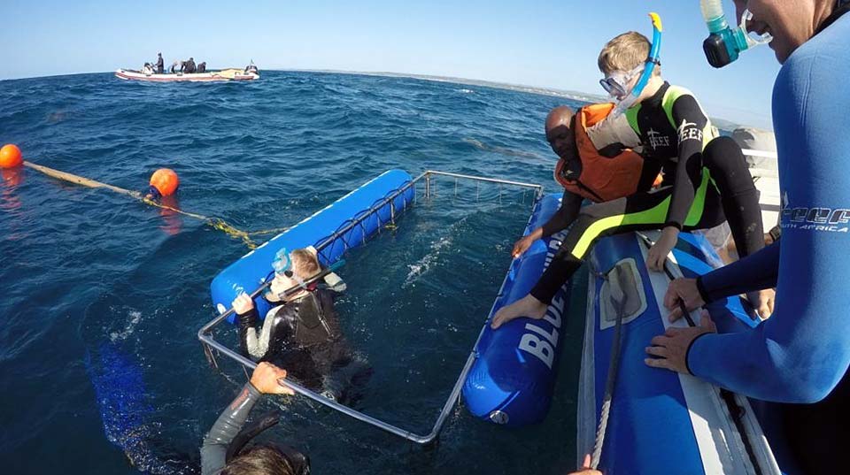 zulu-safaris-shark-cage-diving-tours-01 Zulu Safaris - Shark Cage Diving Tours From Durban SOUTH AFRICA