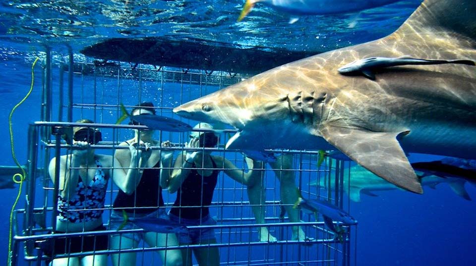zulu-safaris-shark-cage-diving-tours-02 Zulu Safaris - Shark Cage Diving Tours From Durban SOUTH AFRICA