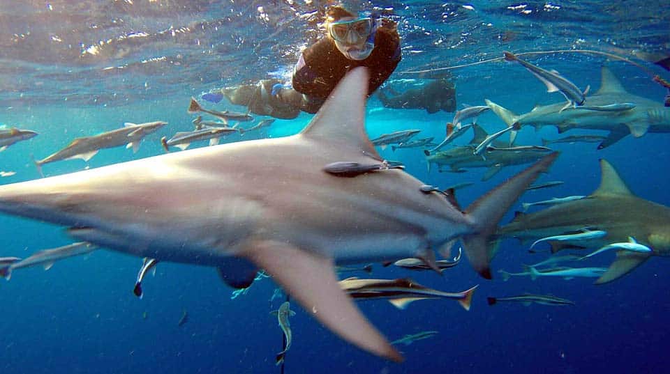 zulu-safaris-shark-cage-diving-tours-03 Zulu Safaris - Shark Cage Diving Tours From Durban SOUTH AFRICA