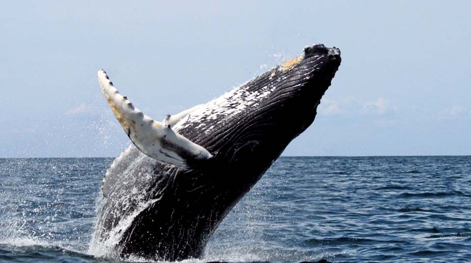 zulu-safaris-whale-dolphin-tours-01 Zulu Safaris - Whale & Dolphin Tours From Durban SOUTH AFRICA