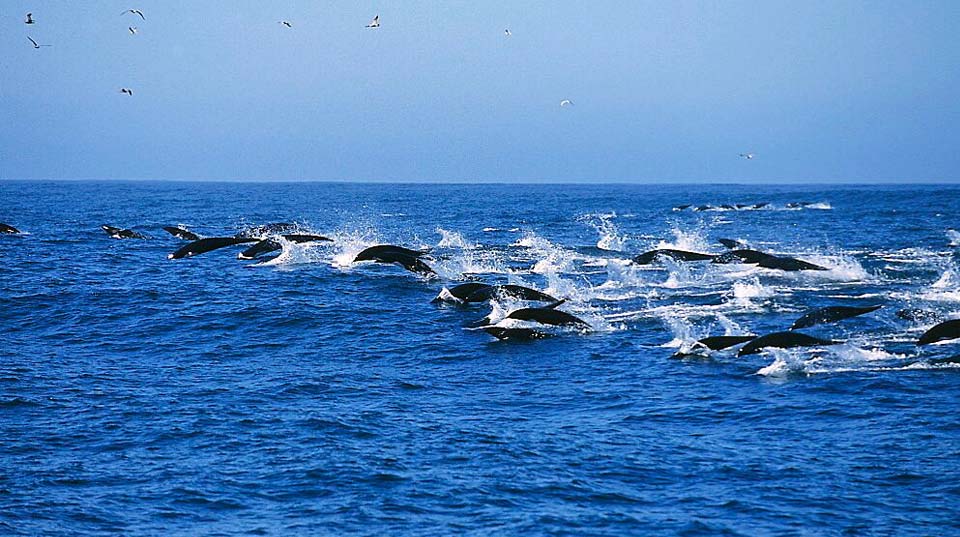 zulu-safaris-whale-dolphin-tours-02 Zulu Safaris - Whale & Dolphin Tours From Durban SOUTH AFRICA
