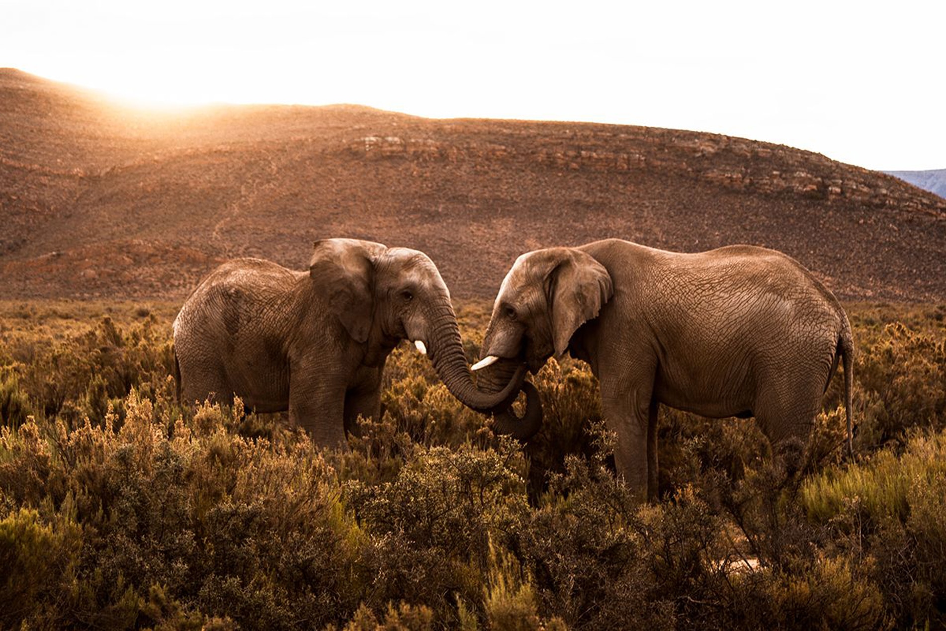 Aquila Elephants