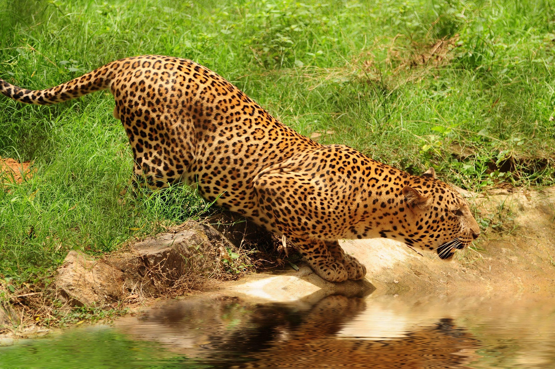 Leopard