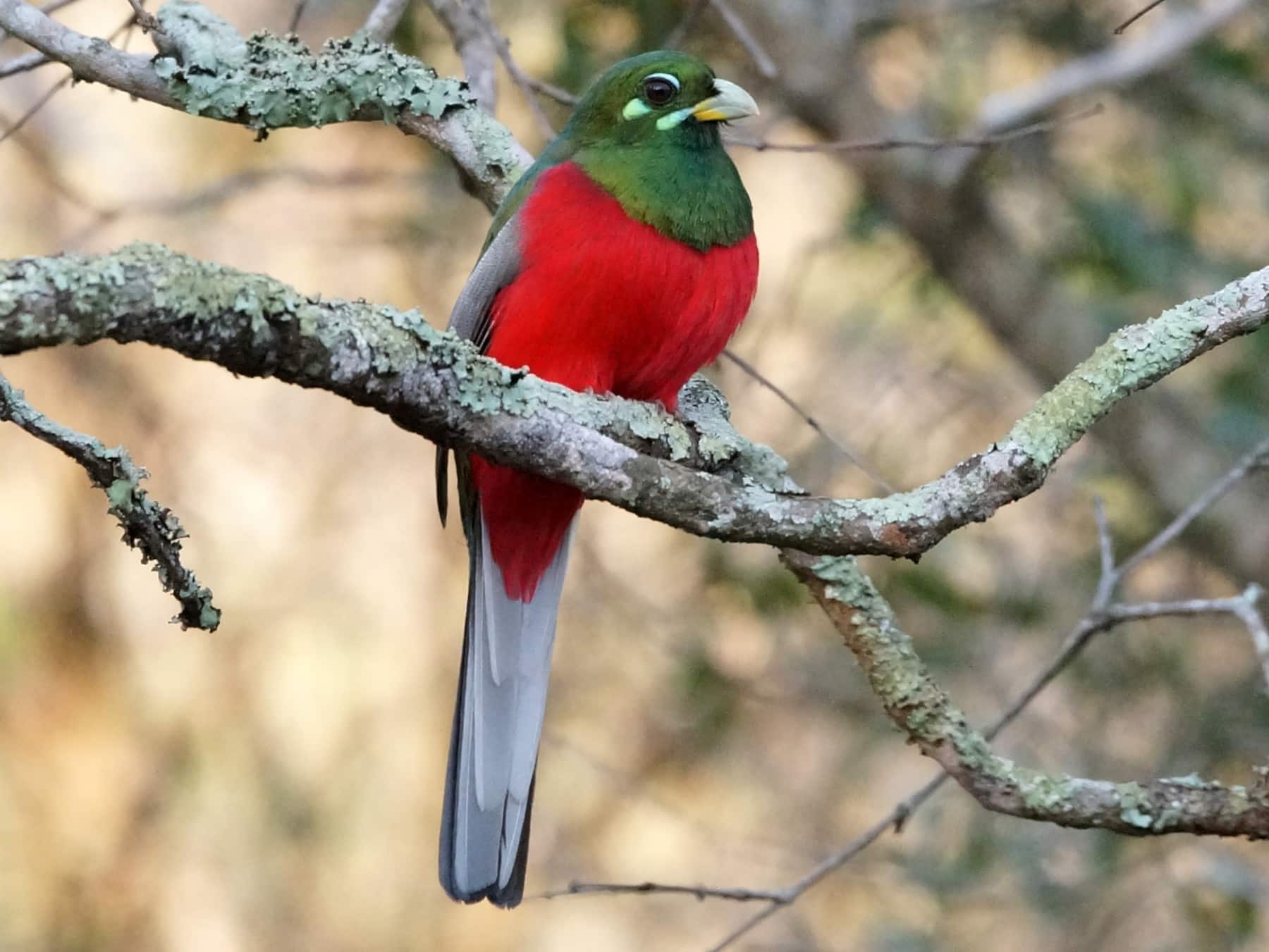 Narina Trogon
